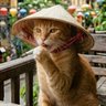 Mèo Cỏ's profile picture