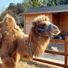 Profilbild von veterinarian