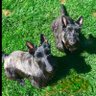 LouLou 🐾🐾 profil fotoğrafı