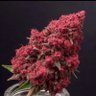 Profilbild von TURK420