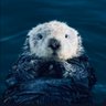Beans's profile picture