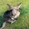 Фото профиля Kangaroojffuknrsj