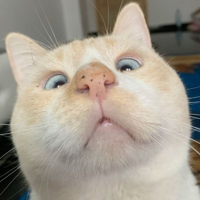 txt dari kucing 🐾's profile picture