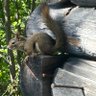 Norman Deplume's profile picture
