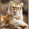 ลุงเสือหนวดแมว 🧸😺 profil fotoğrafı