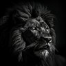 ショウ1126's profile picture