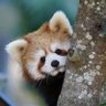 Profilbild von 新名くんのバンビ