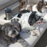 Buster & Zeke profil fotoğrafı