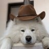 Profilbild von Cryptonoob