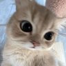 Lune 𖥔 ݁˖ profil fotoğrafı