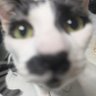 Profilbild von BoggleDoggle