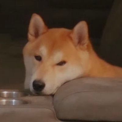 nat echo5 🚨🐶🍵's profile picture