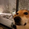 pet 的头像