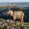 Profilbild von Mighty Goat 🏴 ✝️
