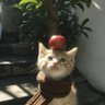 Profilbild von 辣椒2(互fo)
