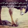 رعد الجنوب's profile picture