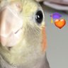 Profilbild von あかり🐕