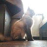 jazz's profile picture
