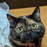 みゅんみゅん profil fotoğrafı
