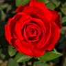 Hirak Sarkar's profile picture