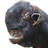 ドバイのヤギ profil fotoğrafı