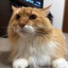 てるめん✩'s profile picture