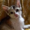ĶIM's profile picture
