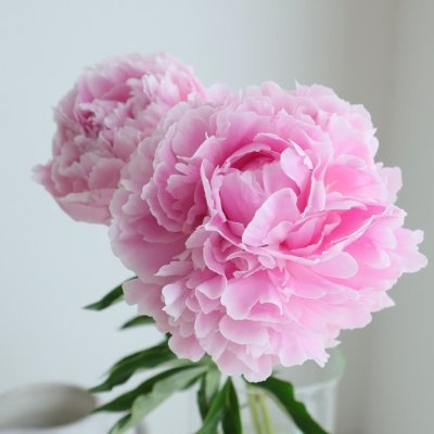 さな's profile picture