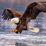 The Eagle 🦅's profile picture