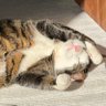 CatMommy's profile picture