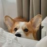 𝑝𝑙𝑜𝑦 🐶🐱's profile picture