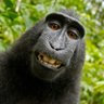Фото профиля 🦍