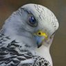 الصقر المهاجر🦅 profil fotoğrafı
