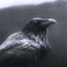 UNSANCTI's profile picture