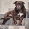 Profilbild von Buldogue Campeiro