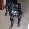 Lab Lover's profile picture