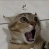 Masum's profile picture