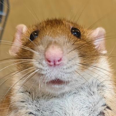 awwwwwwwwwwww's profile picture
