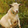 Фото профиля One Fat Goat
