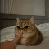 Wojtan 的头像