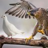 Profilbild von DovishHawk