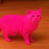 Profilbild von WorntomCat7
