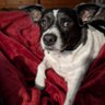 Mookie profil fotoğrafı