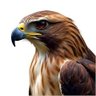 ⫷الُـسـلُـطـان⫸'s profile picture
