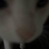 Dina's profile picture