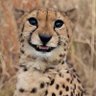 men6h's profile picture