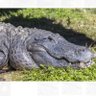 Gator's profile picture