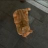 nafashuha profil fotoğrafı