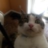 V C's profile picture