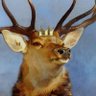 👑Fake Hirsch🦌 的头像